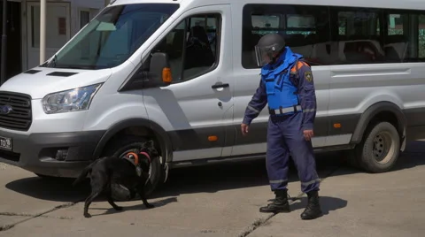 Dog checks the car for explosives Vidéo 64273512