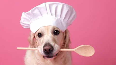Dog in a chef's hat and with a spatula in his mouth on a pink background. Stock Footage 263449800