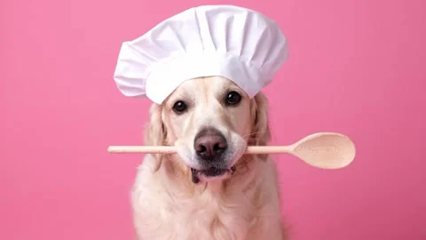 Dog in a chef's hat and with a spatula in his mouth on pink background. Stock Footage 263449801