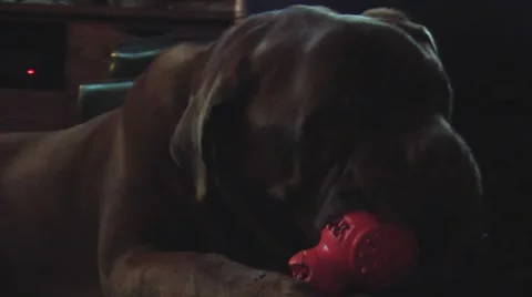 Dog chew toy Stock Footage 46090591