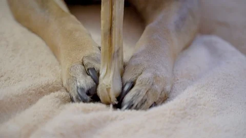 Dog is chewing an artificial bone Stock Footage 101604798