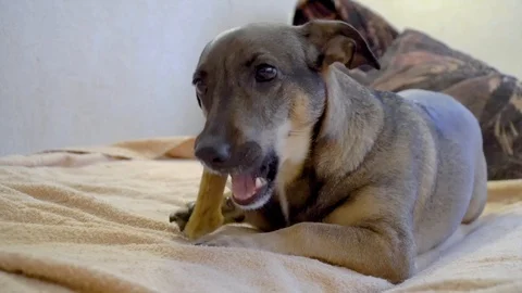 Dog is chewing an artificial bone Stock Footage 101604878