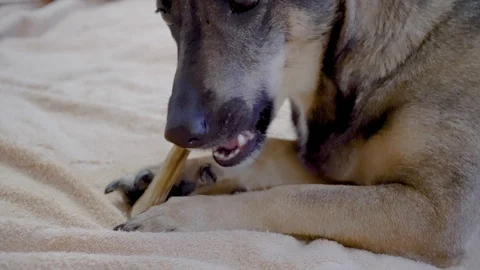 Dog is chewing an artificial bone Stock Footage 101697178