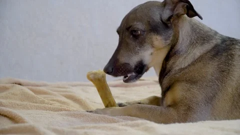 Dog is chewing an artificial bone Stock Footage 101697252