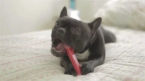 Dog chewing bone Stock Footage 41096850