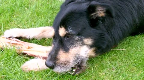 Dog chewing a Bone Stock Footage 49094128
