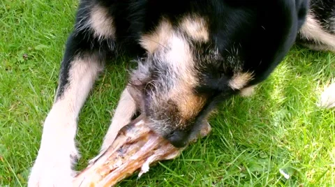 Dog chewing a Bone Stock Footage 49094948