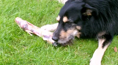 Dog chewing a Bone Stock Footage 49095347