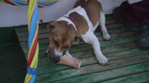 Dog chewing bone Stock Footage 54650678