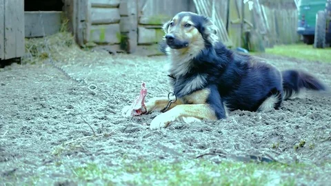 Dog chewing a bone Stockbeeldmateriaal 84217682