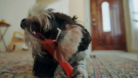 Dog chewing on a bone Stock Footage 183563055