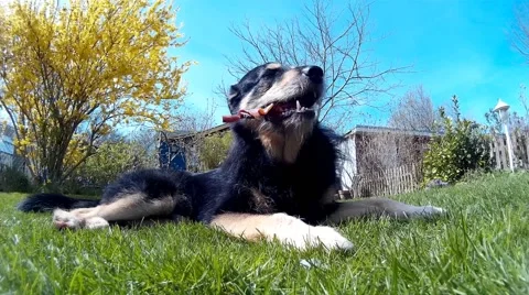 Dog chewing a Bone in the Grass Stock Footage 49551311