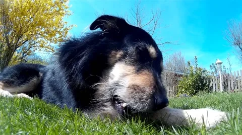 Dog chewing a Bone in the Grass Stock Footage 49628034