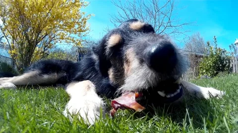 Dog chewing a Bone in the Grass Stock-Footage 49628045