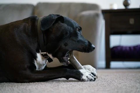Dog chewing bone Stock Photos