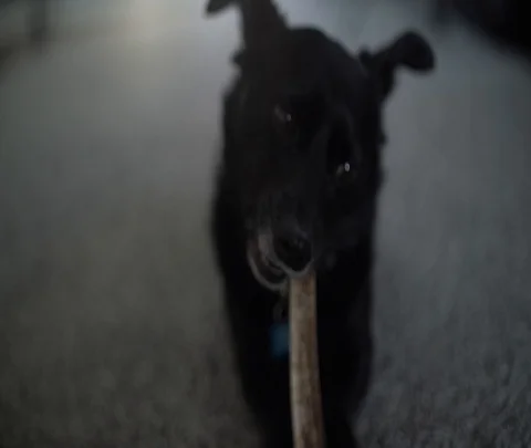 Dog Chewing on Bone/Antler Stock Footage