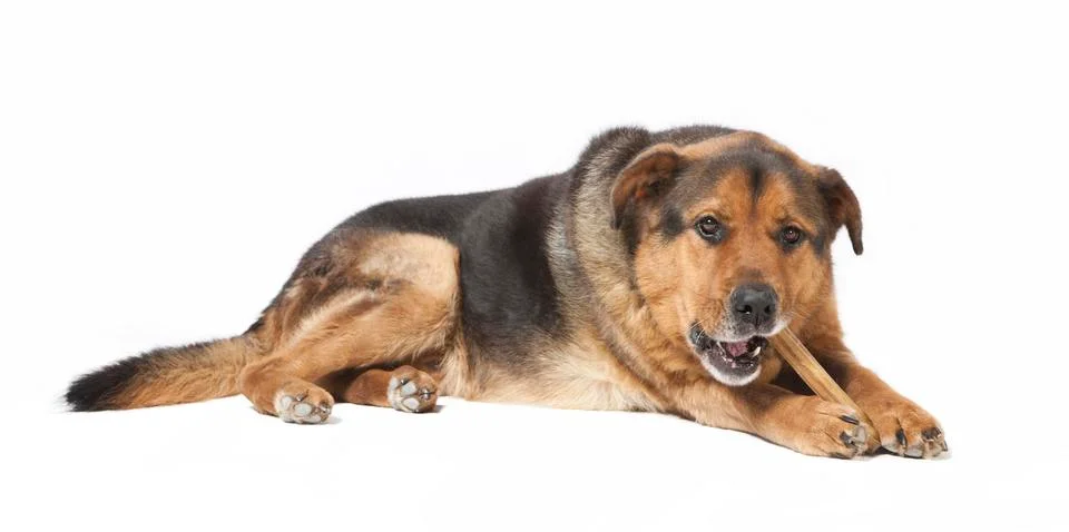Dog chewing on bones Stock Photos