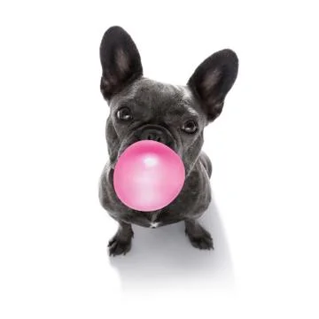 Dog chewing bubble gum Stockfoto's