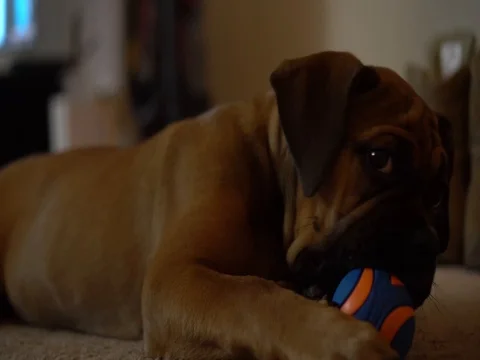 Dog Chewing Stock Footage 80815864