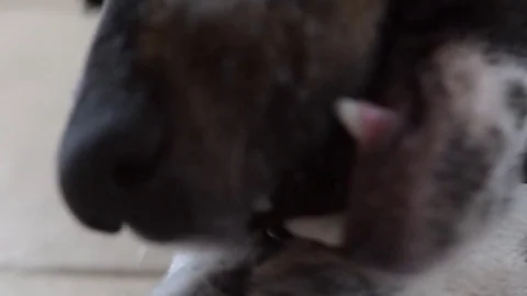 Dog chewing on a piece of bone, closeup macro Stock Footage 79546545