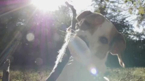 Dog Chewing a Stick - 60fps Stock Footage 81149654