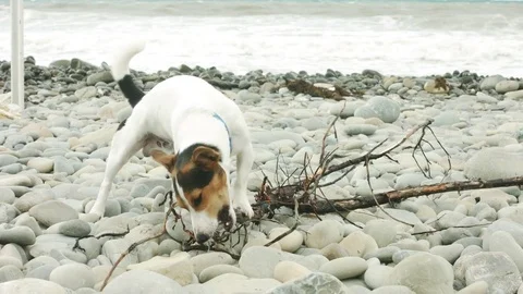 Dog is chewing a stick on the beach. Stock Footage 78494341