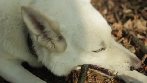 Dog Chewing On Stick Vídeo Stock 81956454