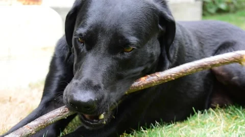Dog chewing on stick Stock Footage 171092896