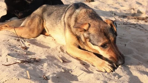 The dog is chewing on a stick Stock Footage 310265299