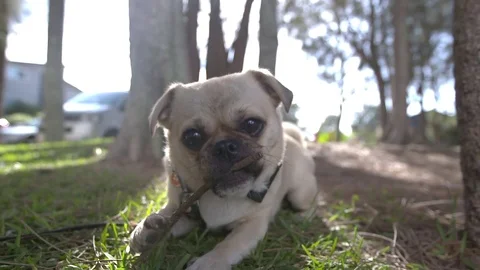 Dog chewing stick - pug Stock Footage 70337983