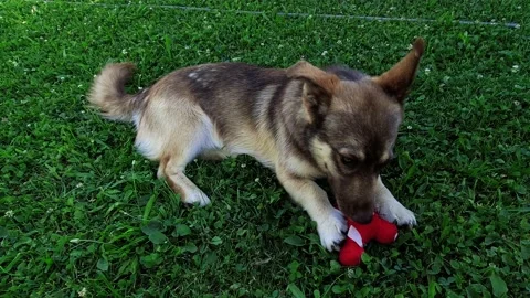 Dog chewing on toy Stock Footage 172546581
