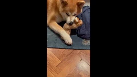 Dog Chewing On A Toy Stock Footage 296300011