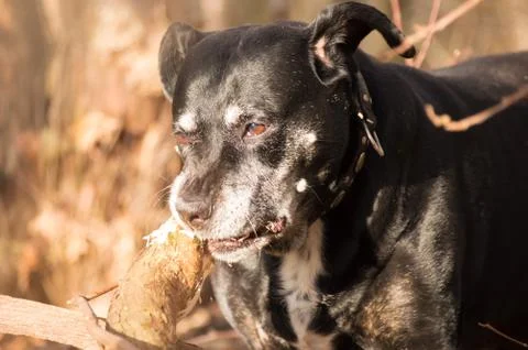 Dog chewing on a tree Stock Photos