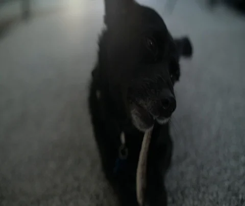 Dog Chews on Bone fullfilingly Stock Footage