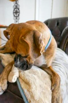 Dog chews a bone Stock Photos