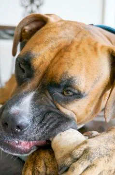 Dog chews a bone Stock Photos