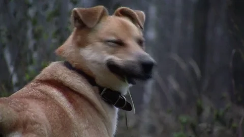 Dog chews the grass Stock Footage 83843706