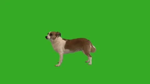 Dog chews on the green screen Stock-Footage 88241277