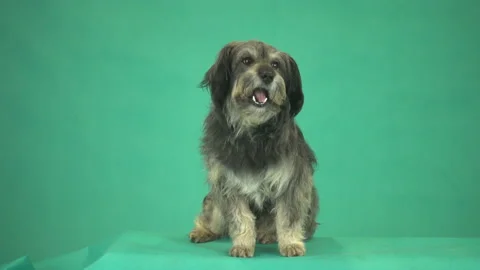 Dog chews on green screen Stockbeeldmateriaal 150440414