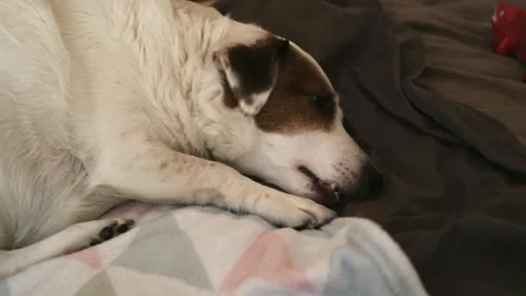 The dog chews his claws lying on the bed. Stock Footage 282168542