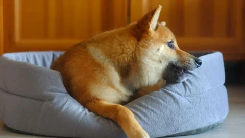 Dog chews his dog bed Video stock 255836733