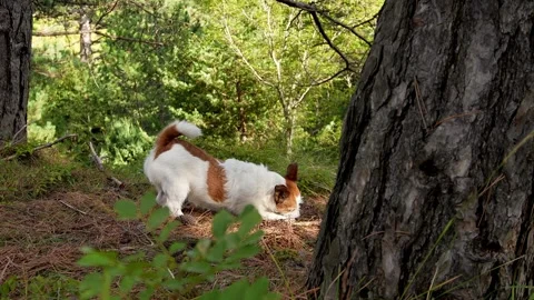 A dog chews a pine cone in the forest. Stock Footage 251679912