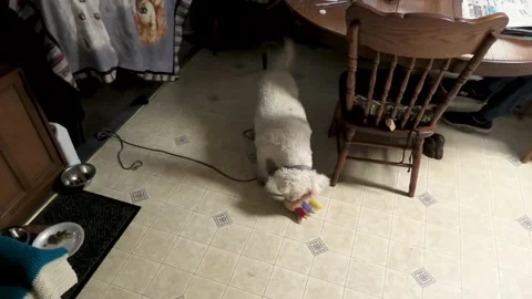 A Dog Chews on a Stuffed Toy Vídeo Stock 139319785
