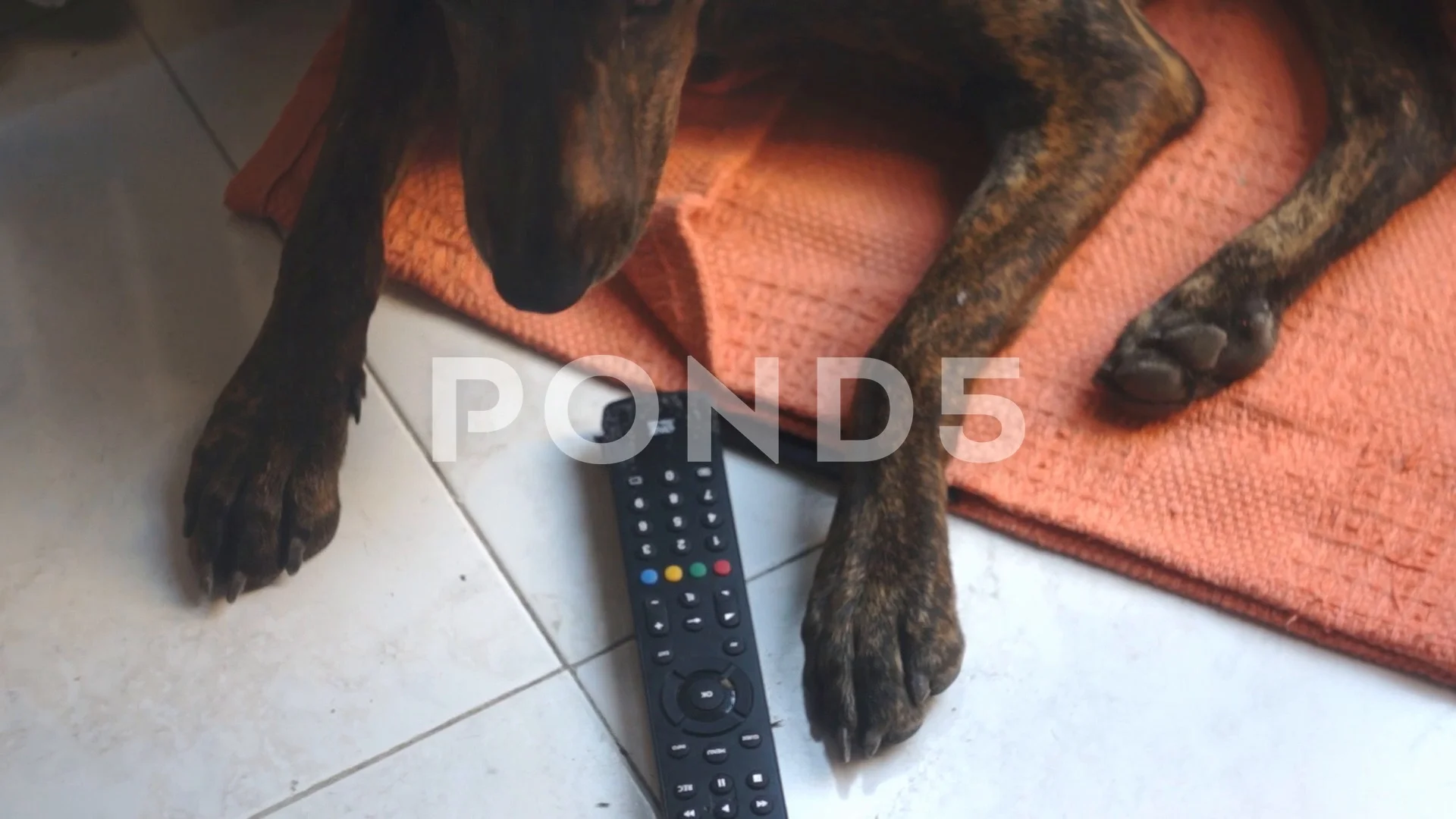 Dog Chews Tv Remote Control Destroying I Stock Video Pond5