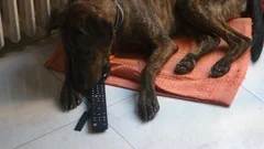 Dog Chews Tv Remote Control Destroying I Stock Video Pond5