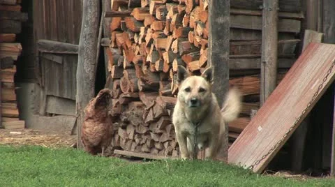 Dog with the chickens Video stock 10879121