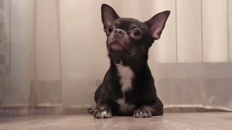 Dog Chihuahua posing Stock Footage 83975571