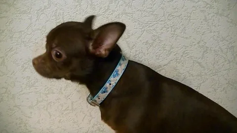 Dog Chihuahua posing in front of camera Stock Footage 72459846