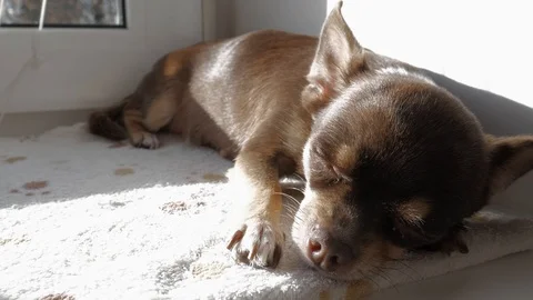 Dog chihuahua is sleeping by the window Stock Footage 97235589