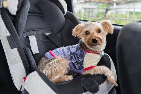Dog in Child Seat Stock Photos